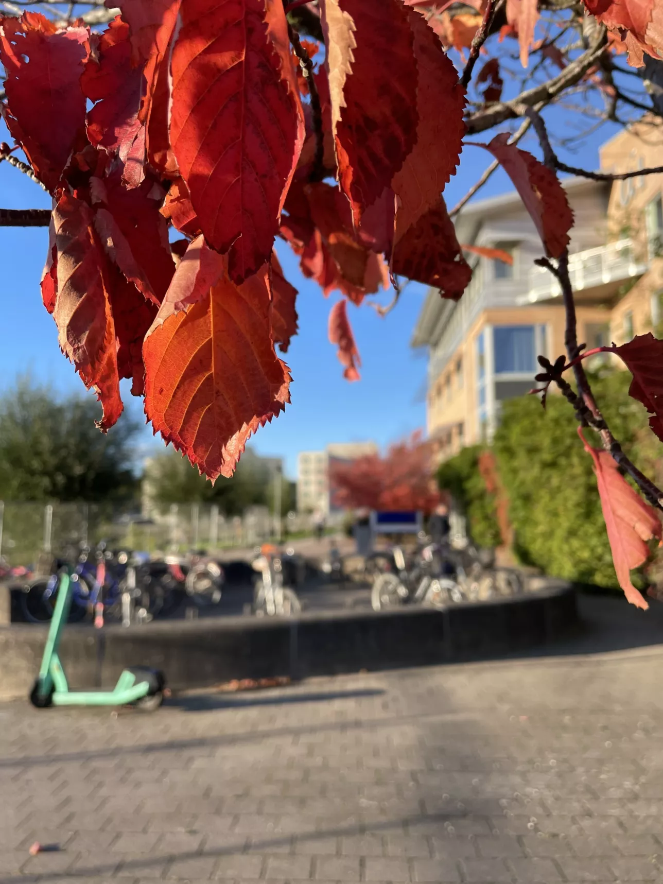 Leaves by the Alfa building