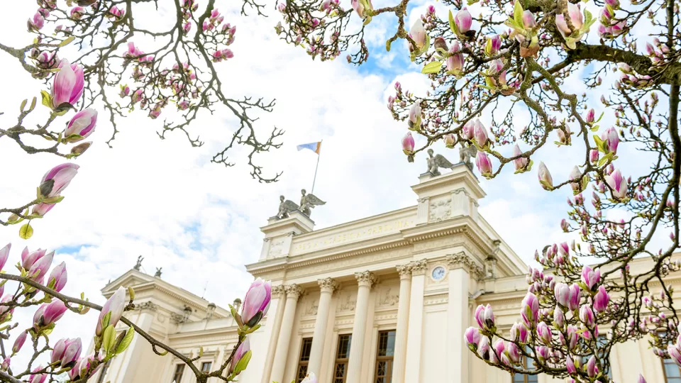 The University building and blossoming magnolias