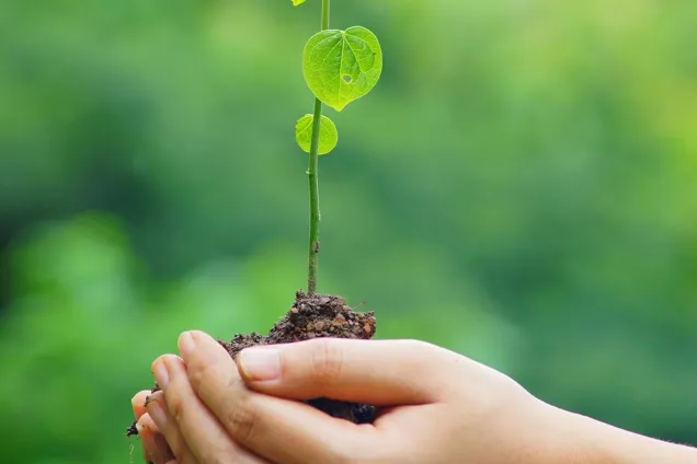Hand holding a small plant