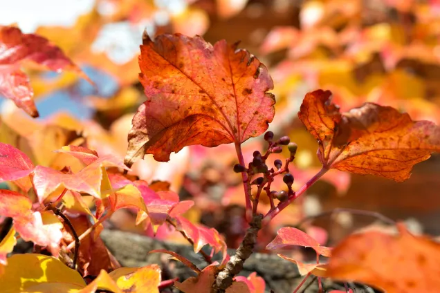 Autumn leafs. Photo.