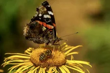 A butterfly on a yellow flower. Photo.