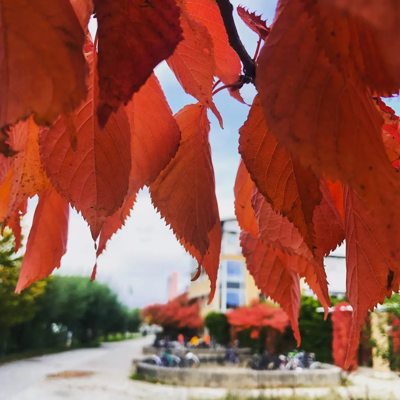 Red autumn leaves. Photo.