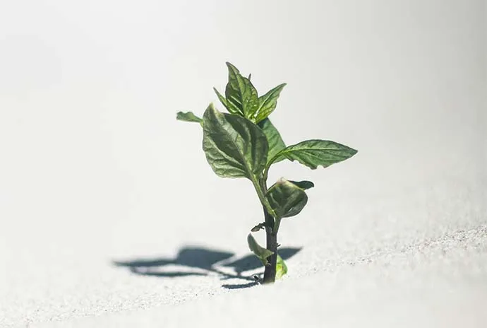 a green plant growing through concrete